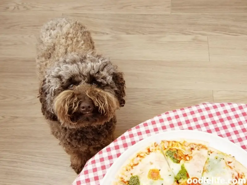 Poodle wants a pizza too