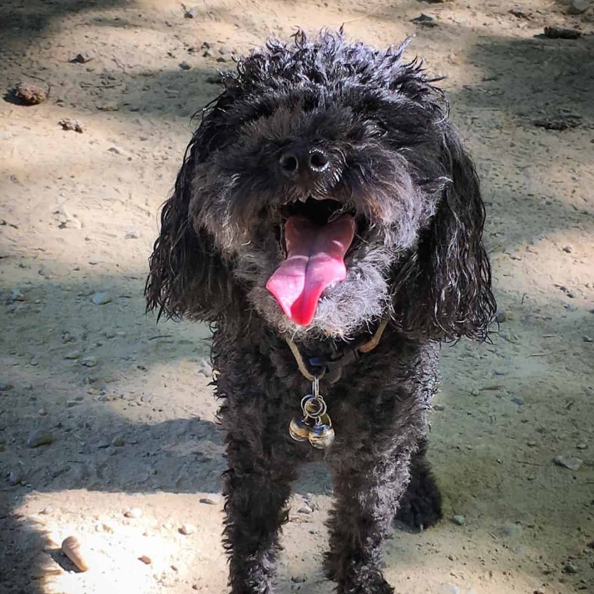 Poodle with open mouth