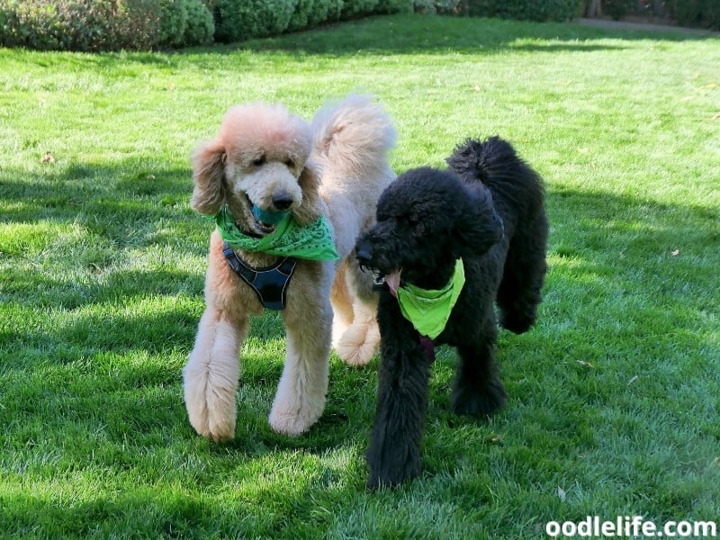 Poodles playing at the park