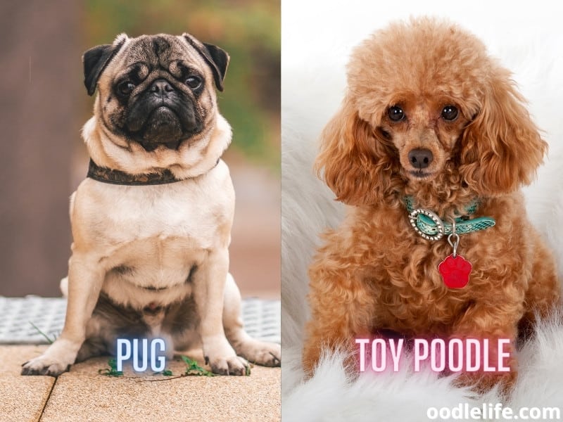 Pug and Toy Poodle facing a camera