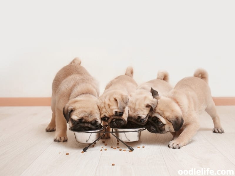 pugs eating together