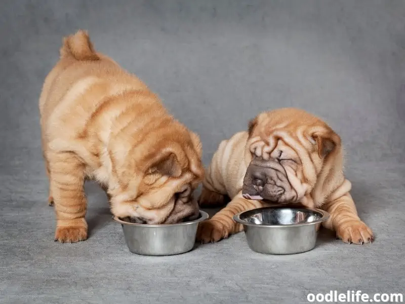 puppies eating