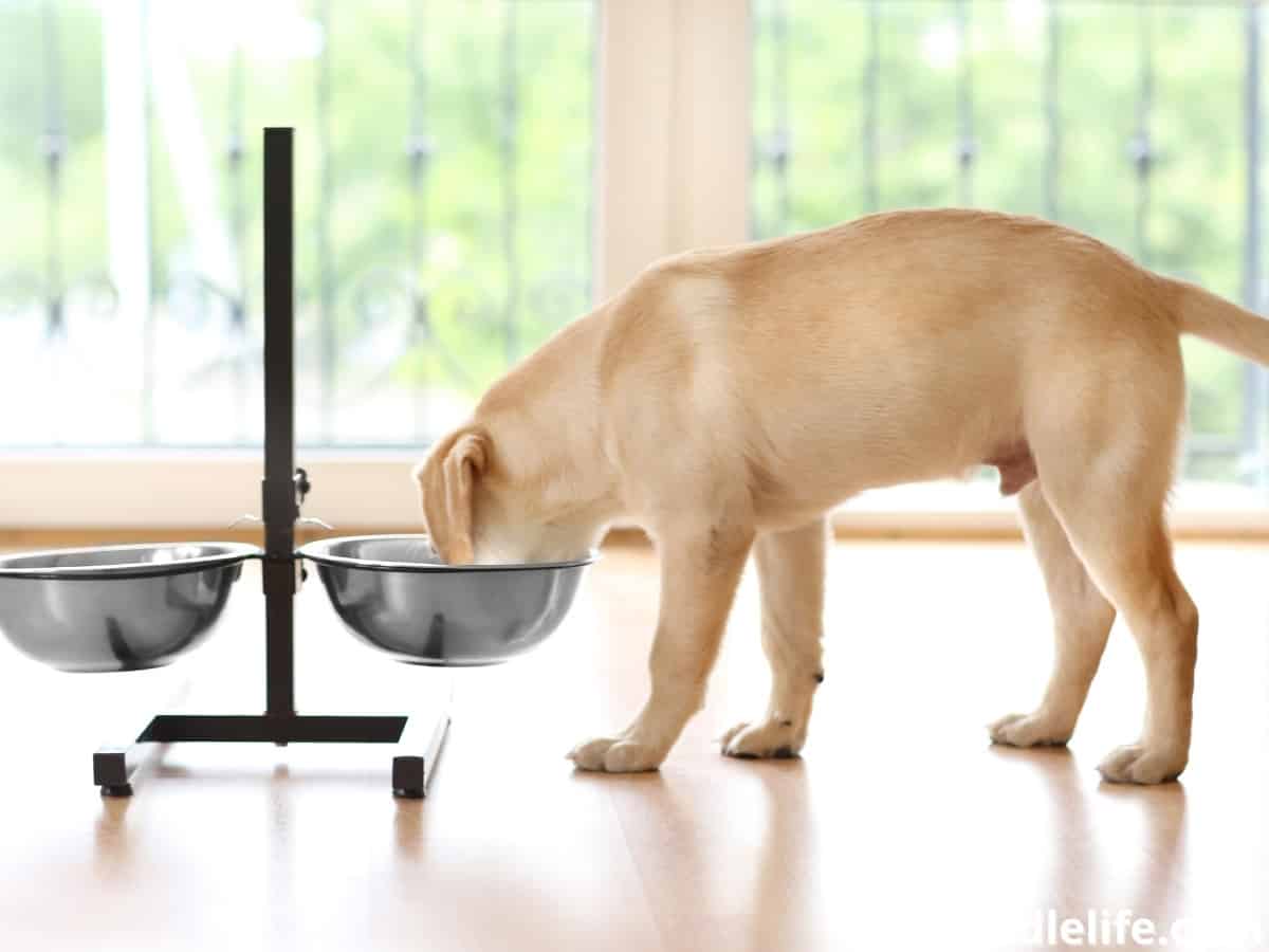 Best LongEared Dog Water Bowls For Spaniel Ears (2022) Oodle Life