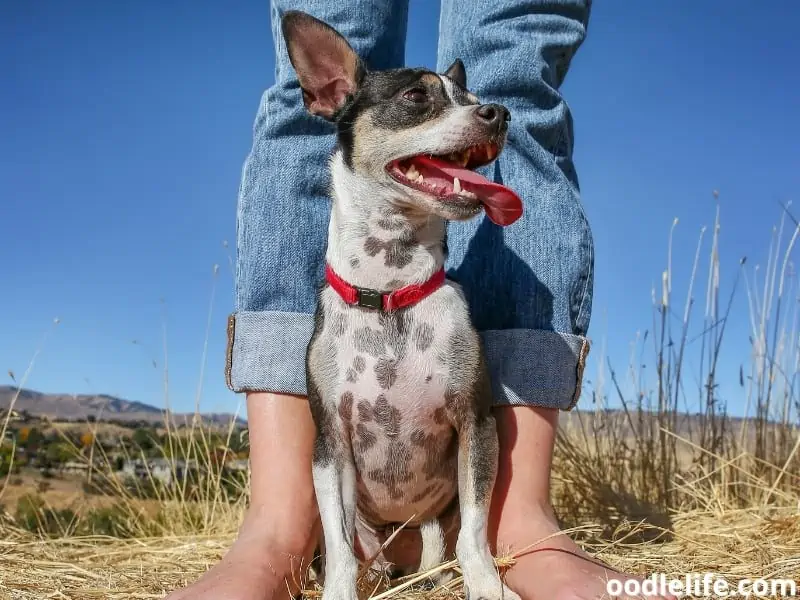 Rat Terrier sitting