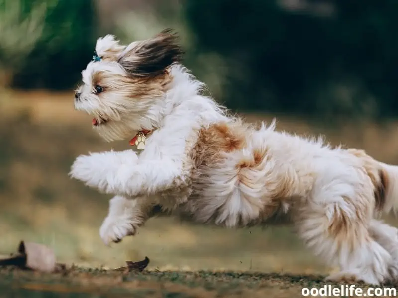 running Shih Tzu