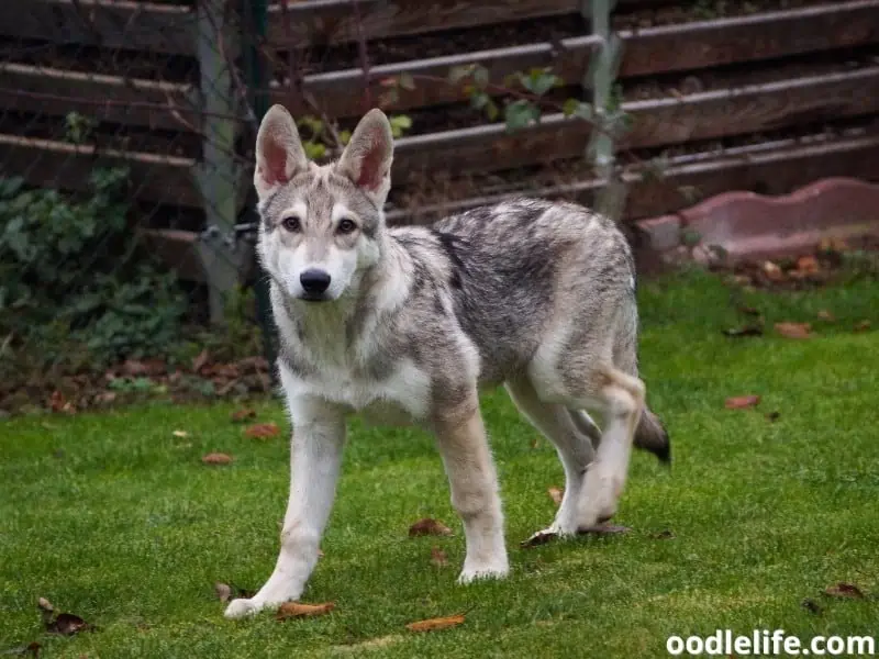 Saarloos wolfdog looking at the camera