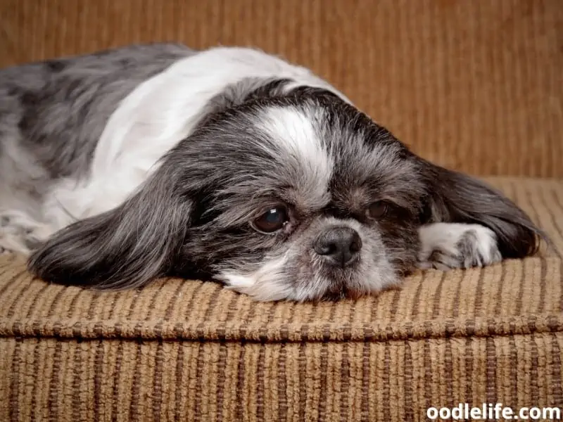 sad Shih-Tzu