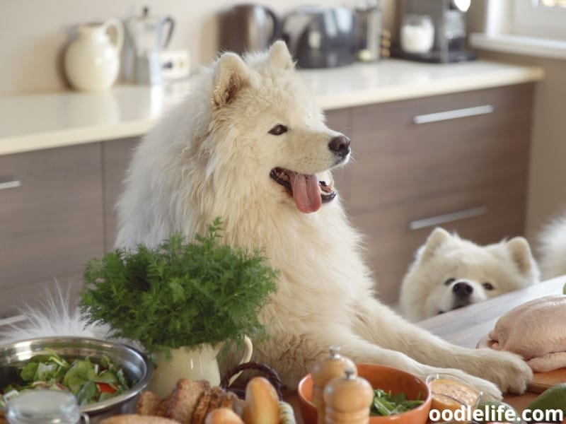 samoyed-dogs-getting-hungry