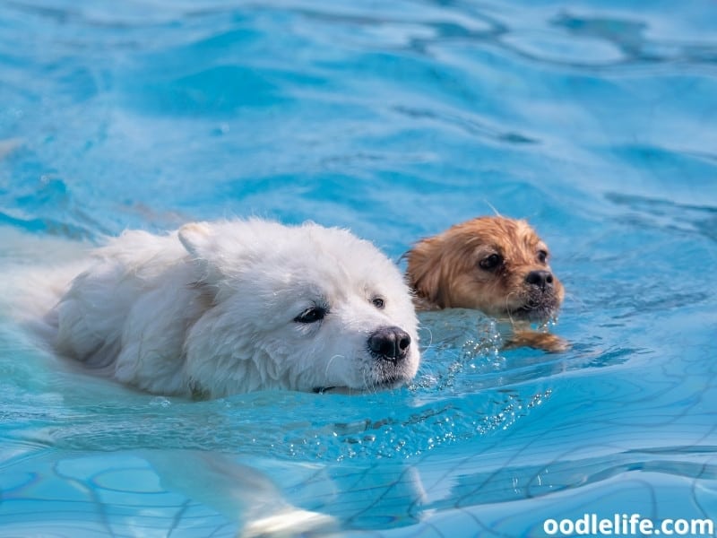 Samoyed swims with a puppy