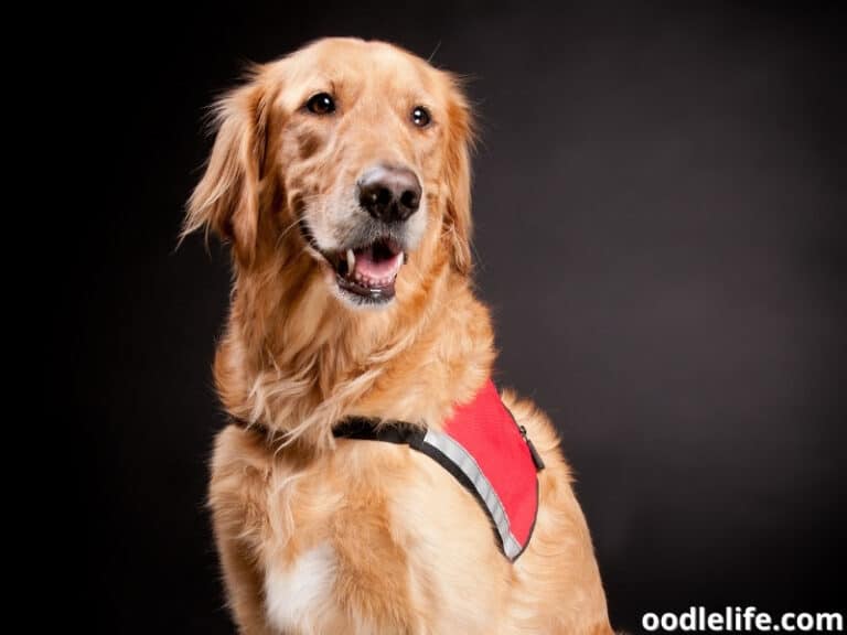 Does Uber Allow Dogs? (2023 Updated Uber Pet Policy) Oodle Life