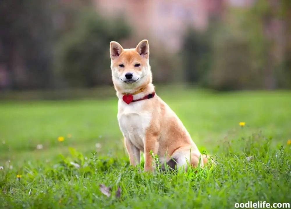 Shiba Inu breeder california