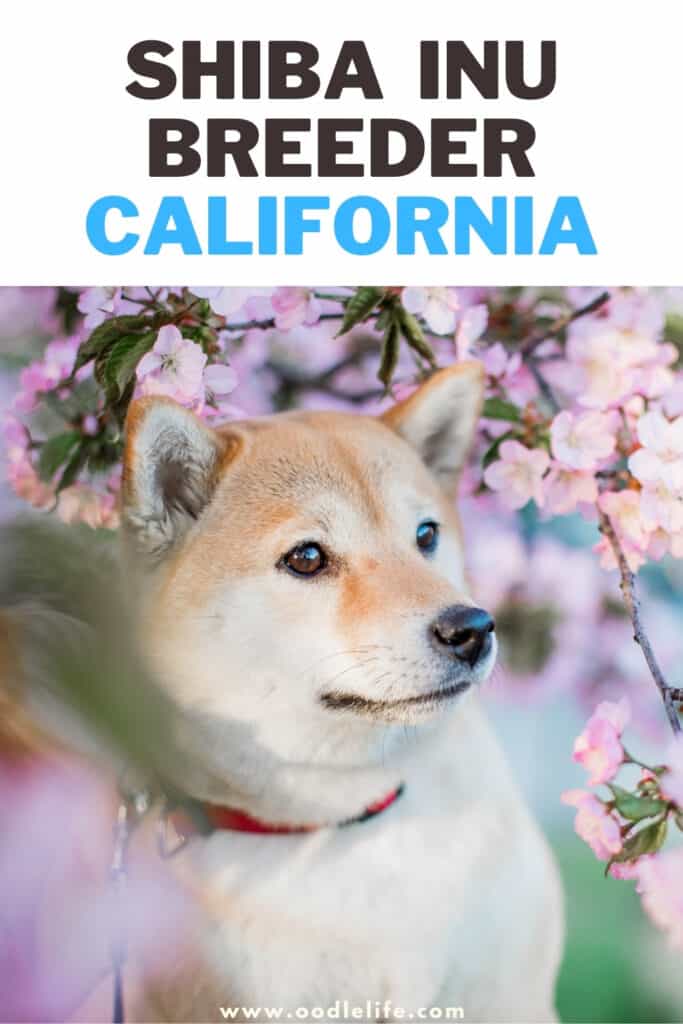 Shiba Inu breeder california