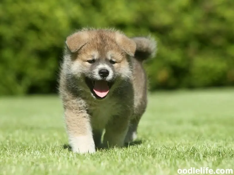 Shiba Inu puppy