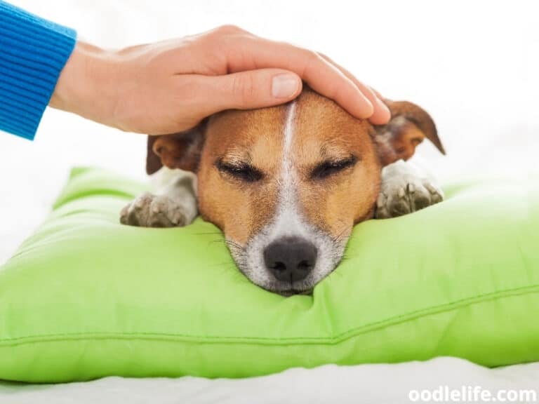 Can Dogs Breathe Under Blankets? Oodle Life