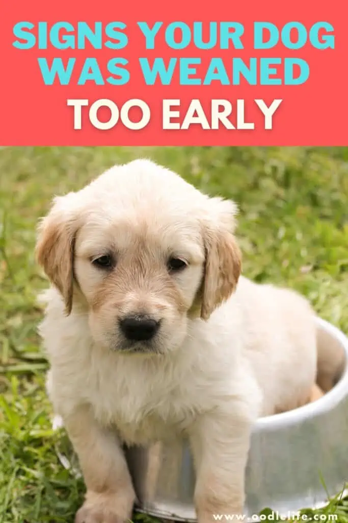 signs your dog was weaned too early