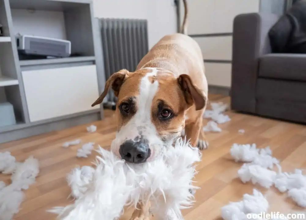 signs your dog was weaned too early