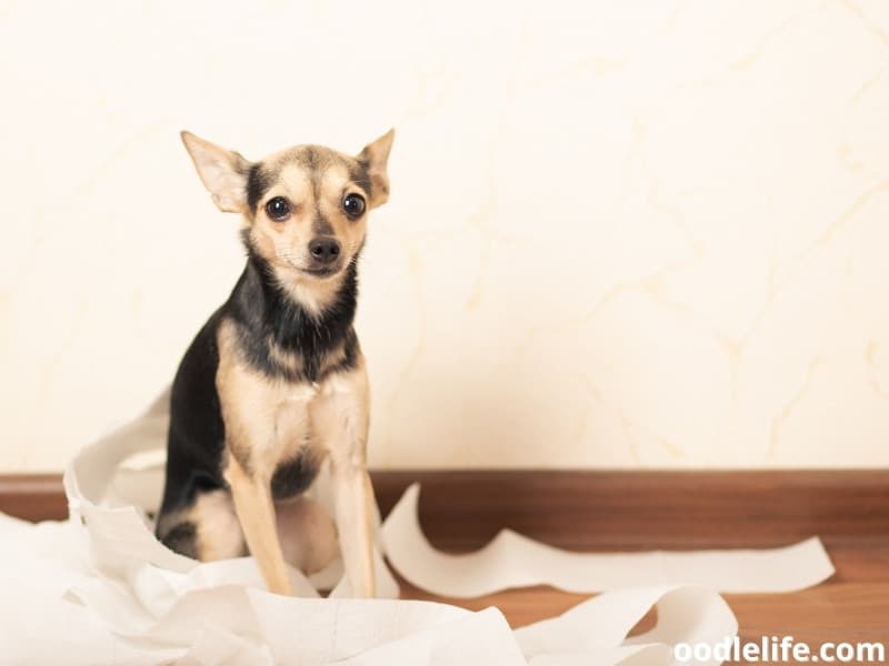 small terrier with tissue paper