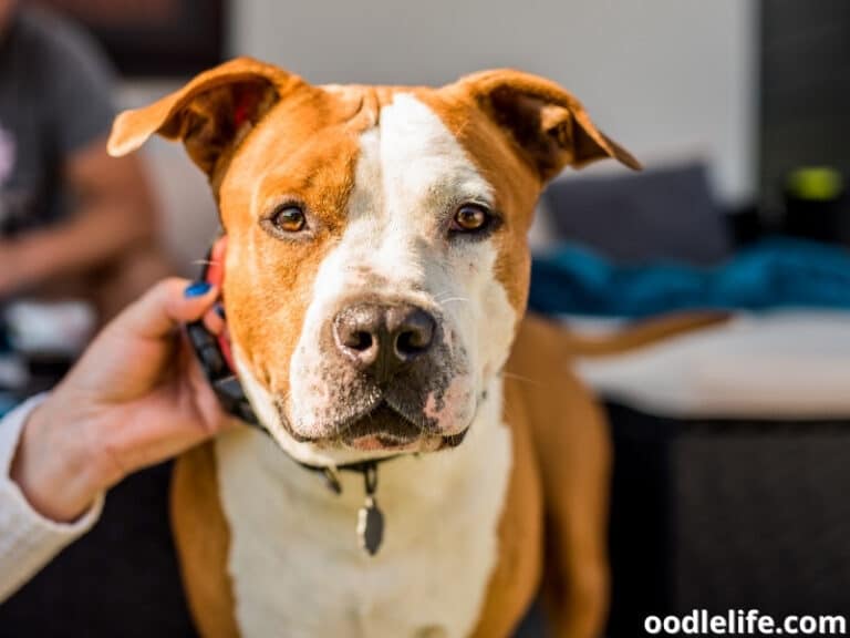 What Is Dog Collar Rash And How To Prevent Collar Chafing? Oodle Life