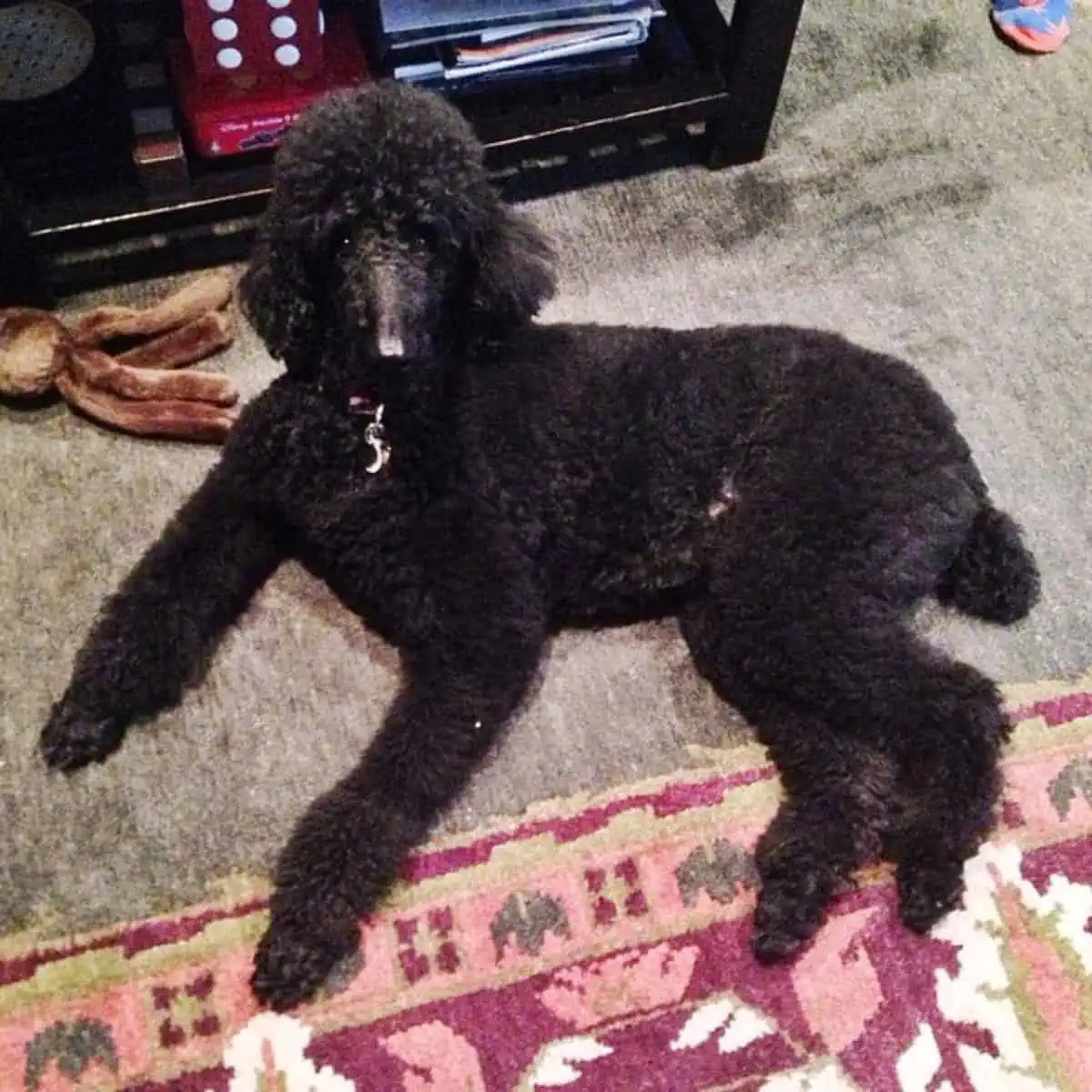 Standard Poodle lying on the floor