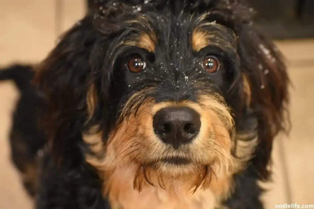 a straight hair doodle dog that needs a bath