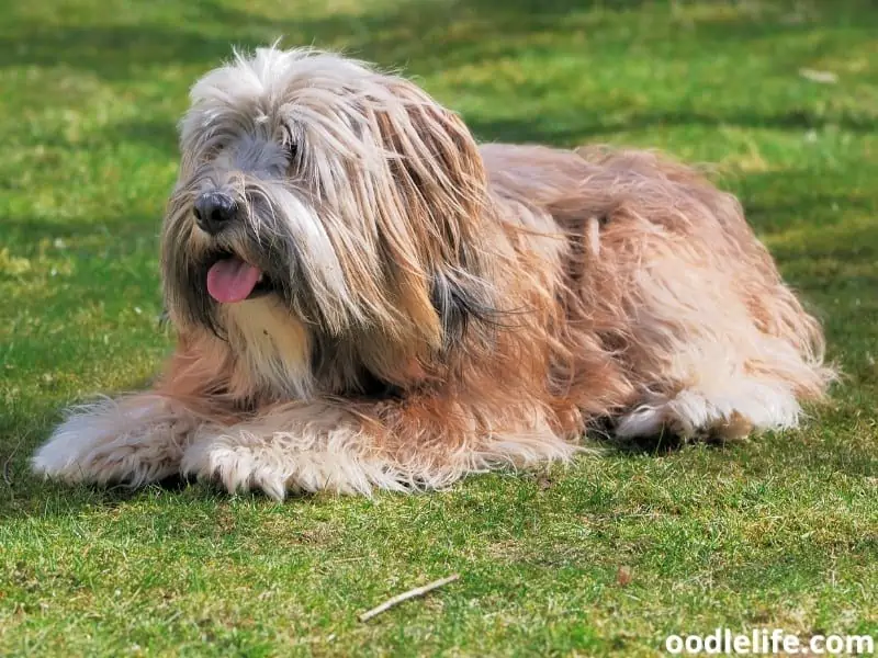 Tibetan Terrier sitting