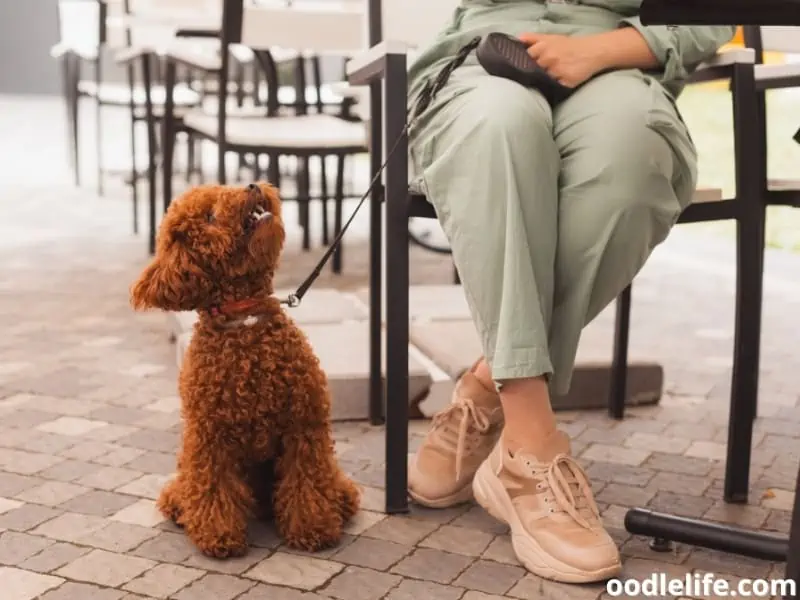 Toy Poodle at café