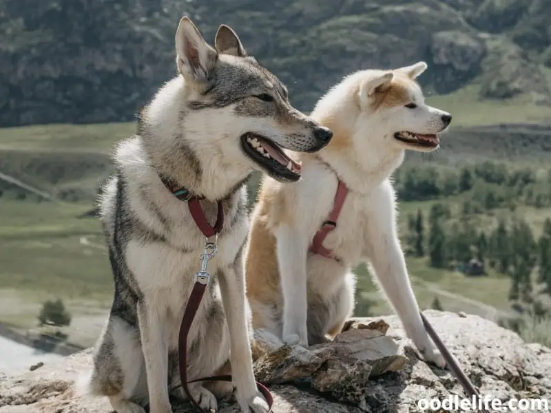 Two Canadian Eskimo dogs