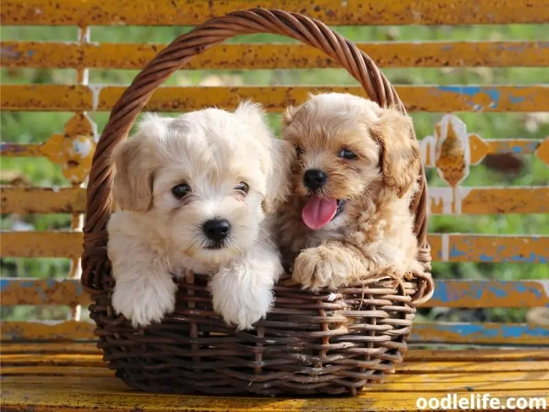 two poodle puppies