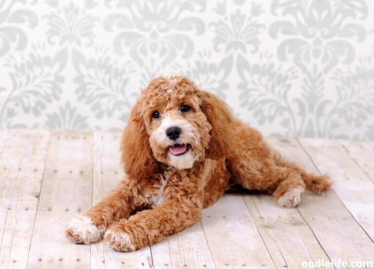 13 Types of Cockapoo Colors [With Photos]