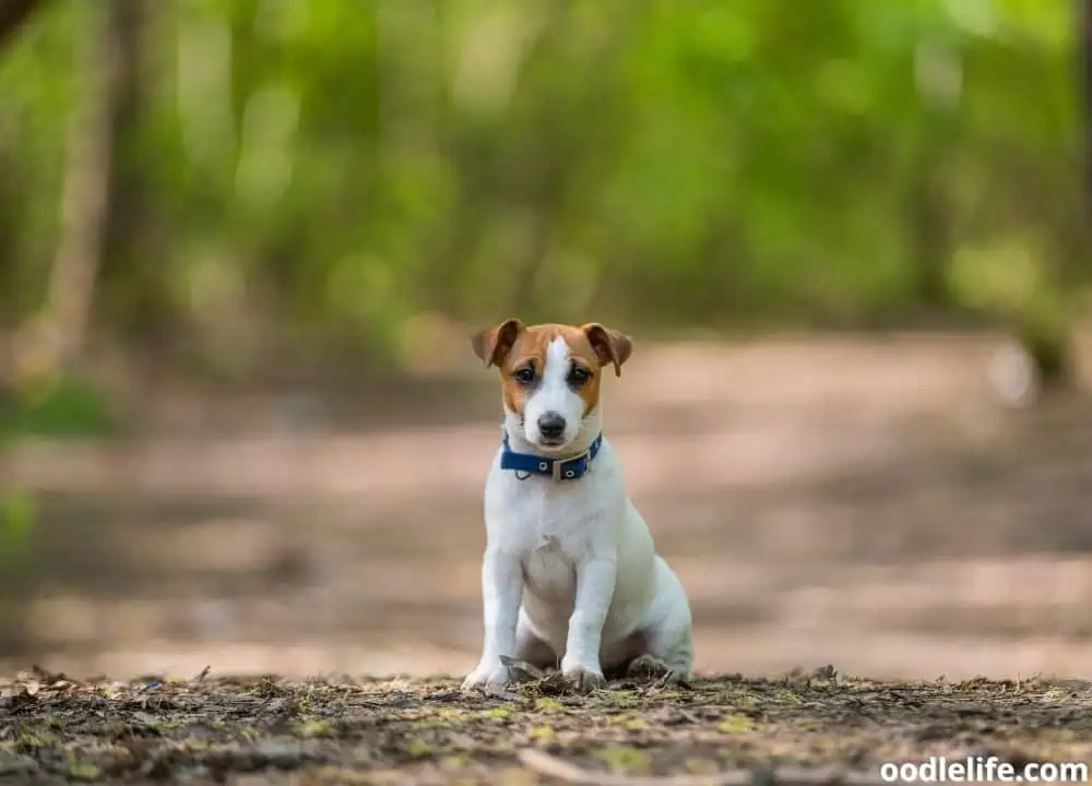 using tile to track dog