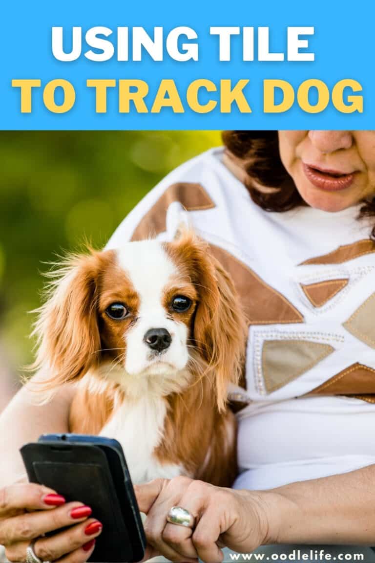 Tile Pet Tracker Using Tile To Track Dog Properly 2024 Oodle Life