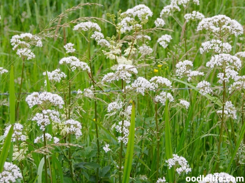 What Smells Do Dogs Love? (15 Favorites) - Oodle Life - Why Do Dogs Smell Like Valerian
