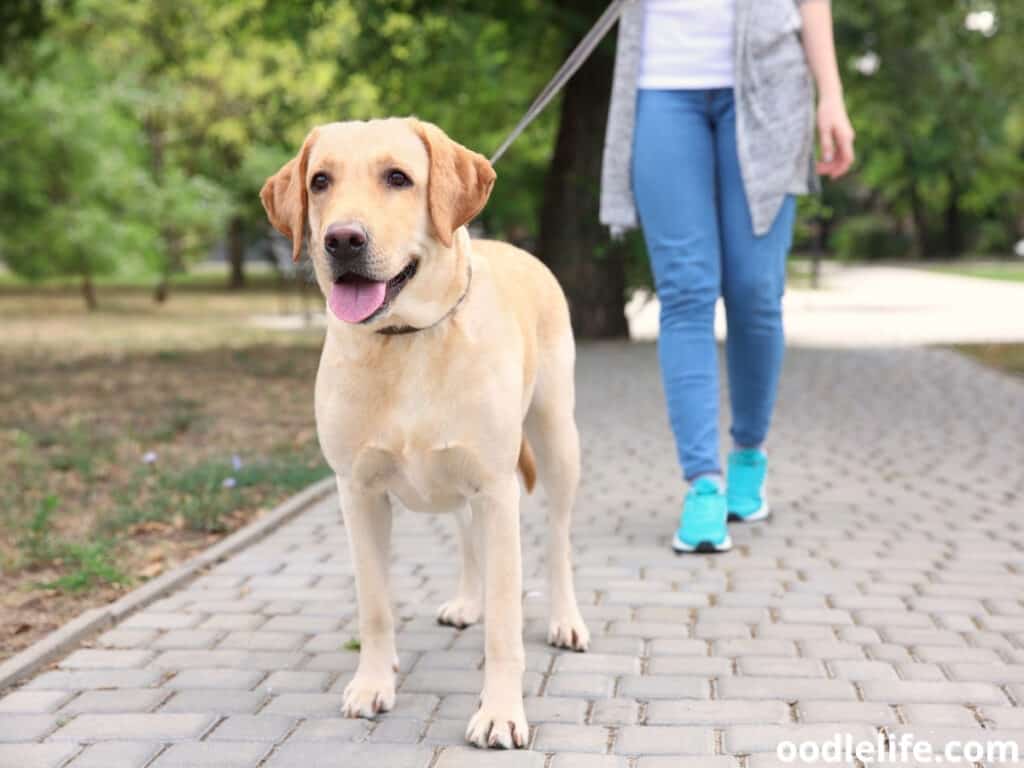 What Happens To A Dog Holding Poop Too Long? Oodle Life