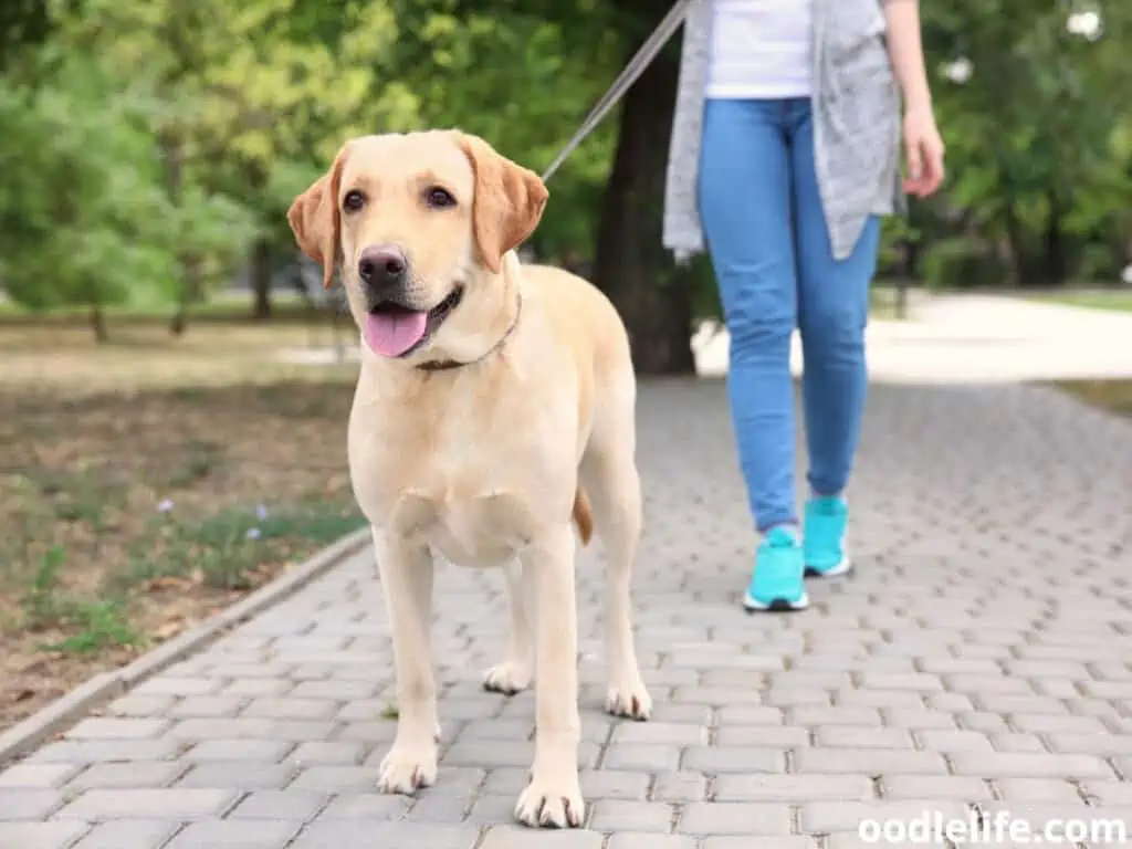 walking Labrador Retriever