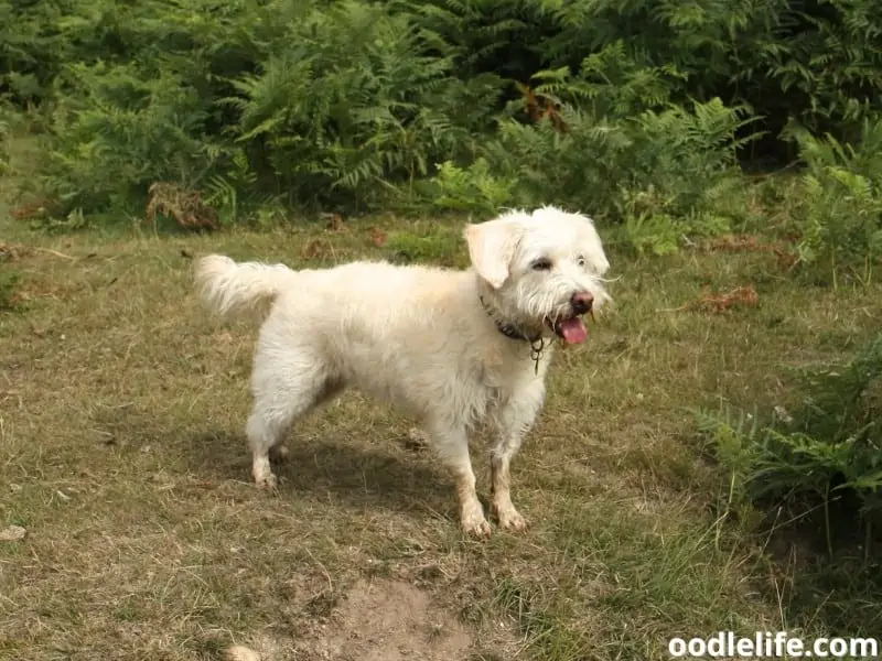 Westiepoo in forest