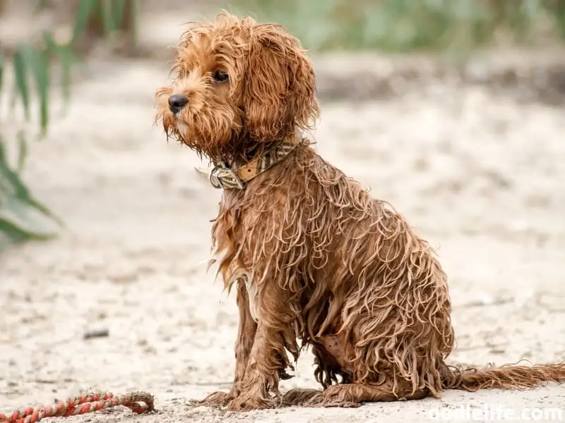 wet poodle sitting