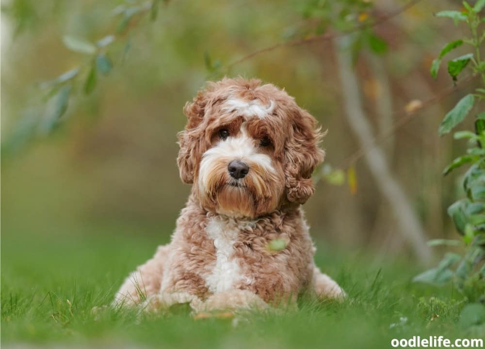 what does a labradoodle look like