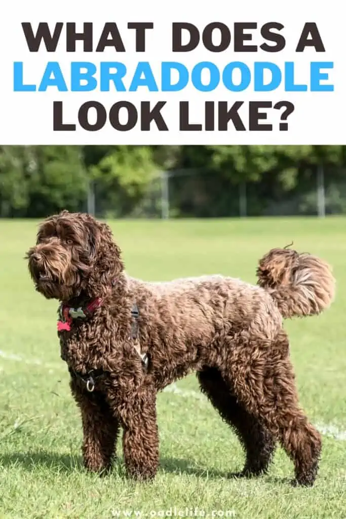 what does a labradoodle look like