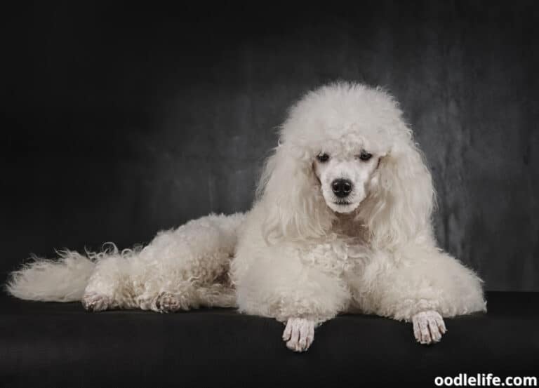 What Is a Moyen Poodle? [with photos]