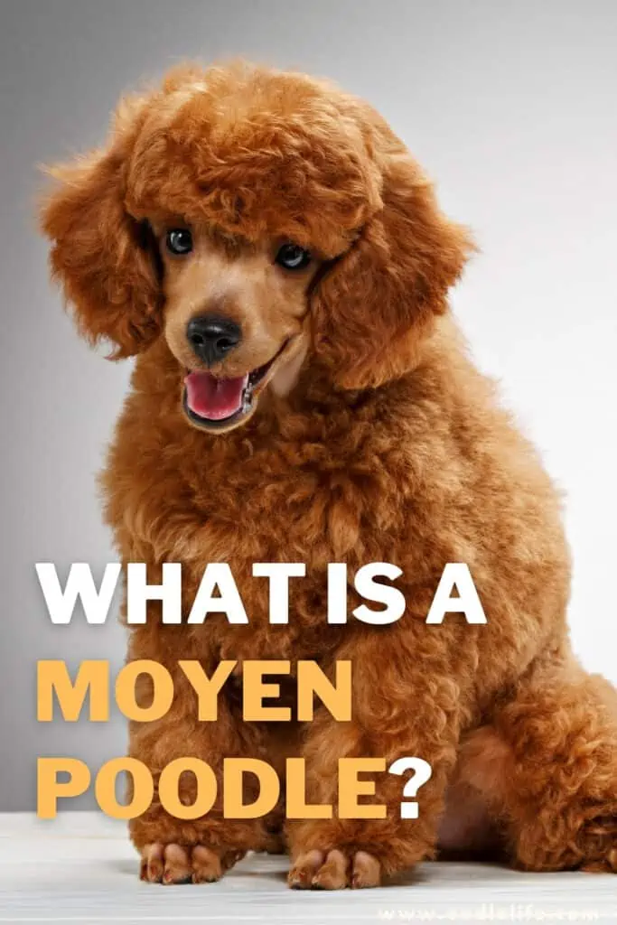 what is a Moyen Poodle