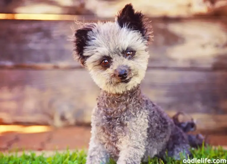 what is the smallest poodle mix