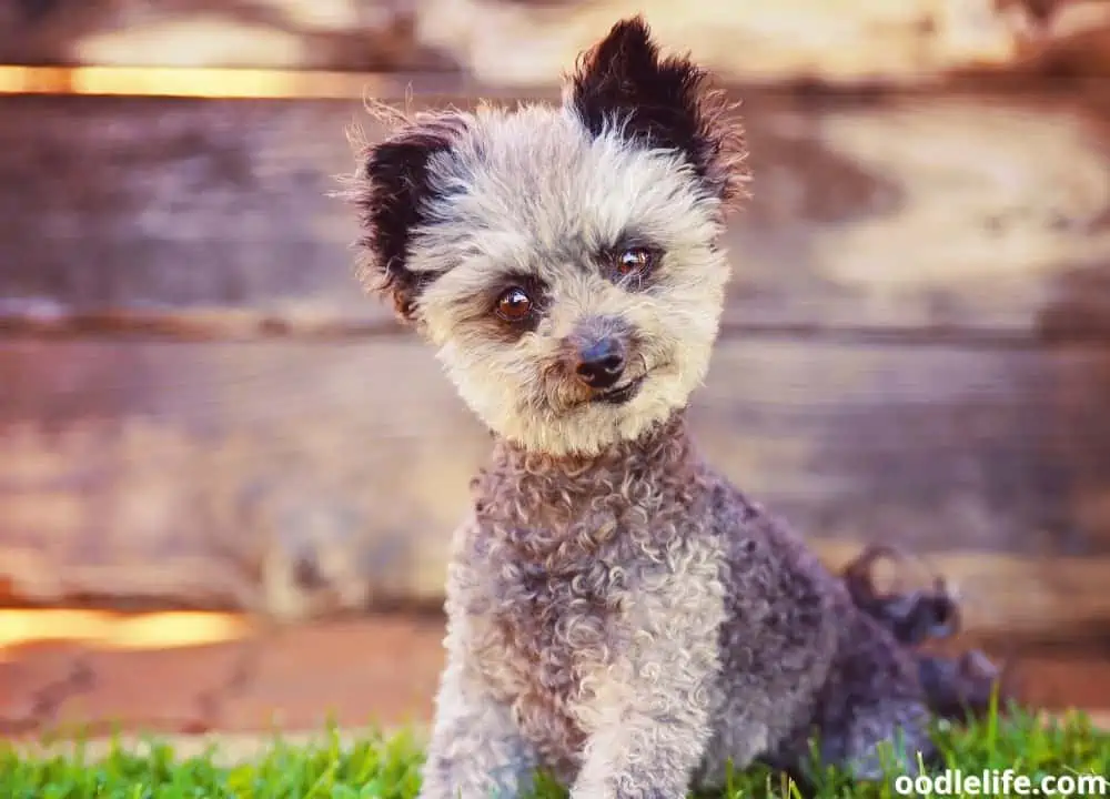 what is the smallest poodle mix