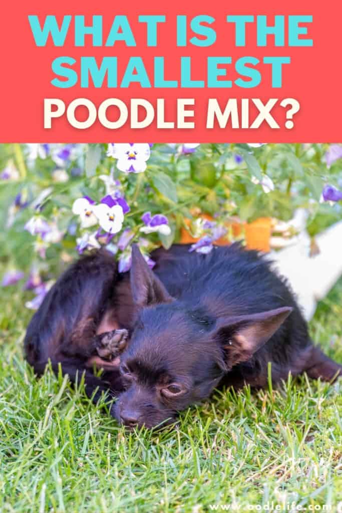 what is the smallest poodle mix