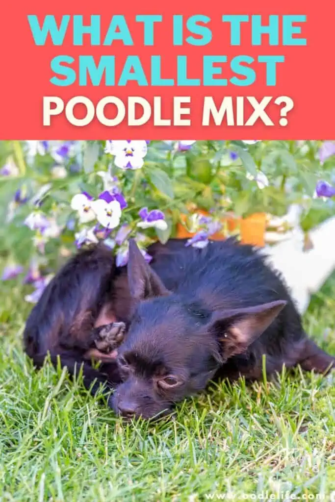 what is the smallest poodle mix
