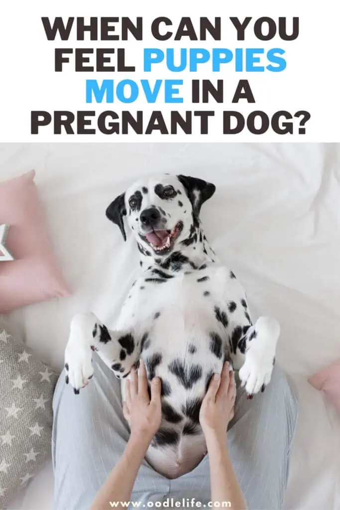 when can you feel puppies move in a pregnant dog