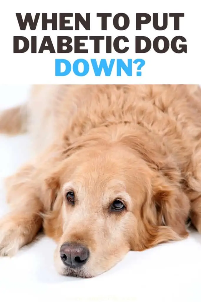 when to put diabetic dog down