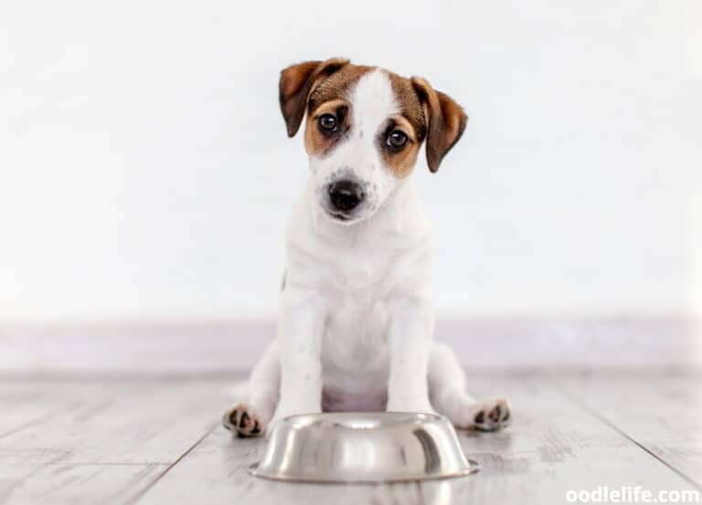 When To Stop Soaking Puppy Food? [Age Guide]