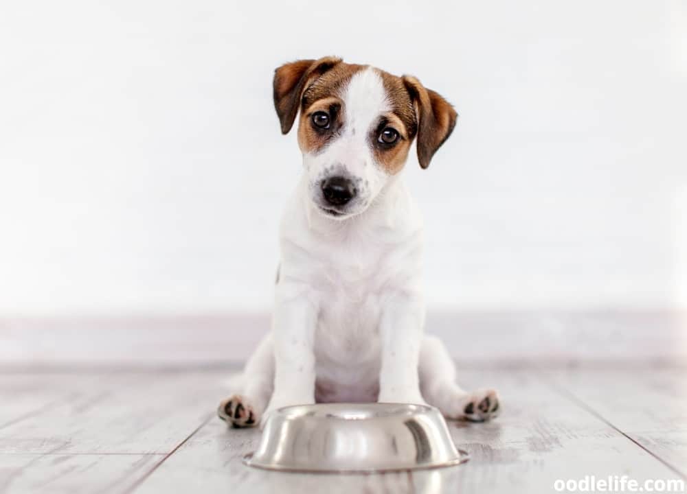 when to stop soaking puppy food