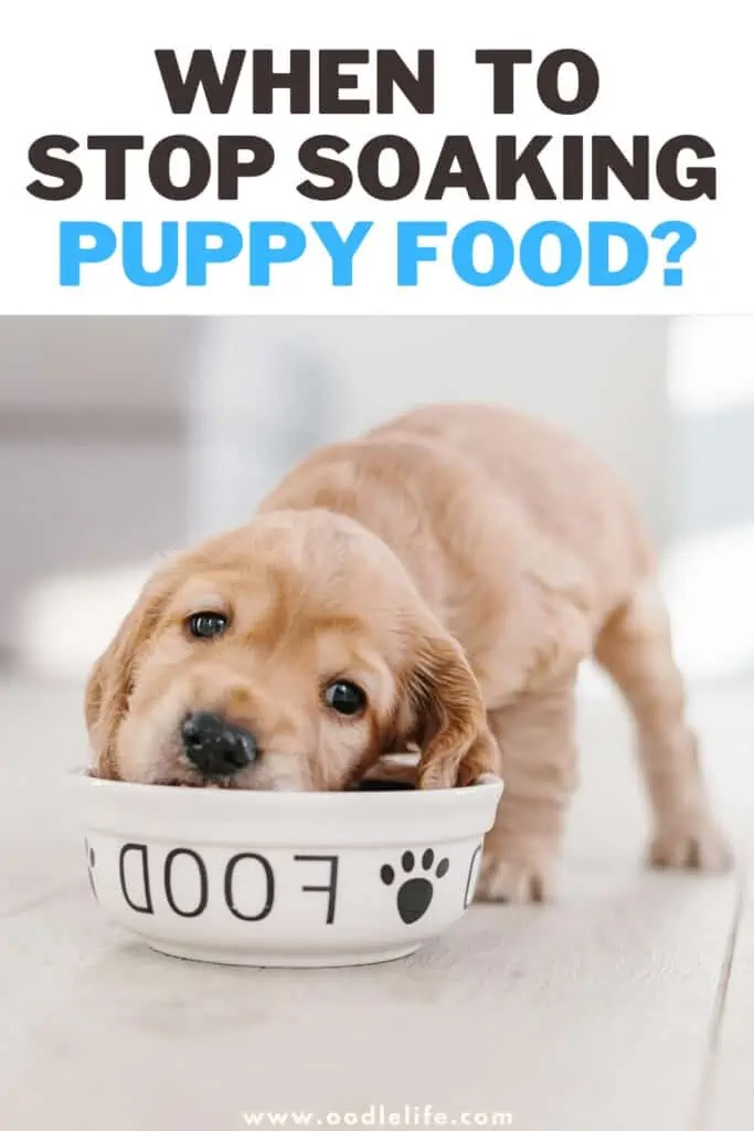 At what age do dogs stop eating sales puppy food