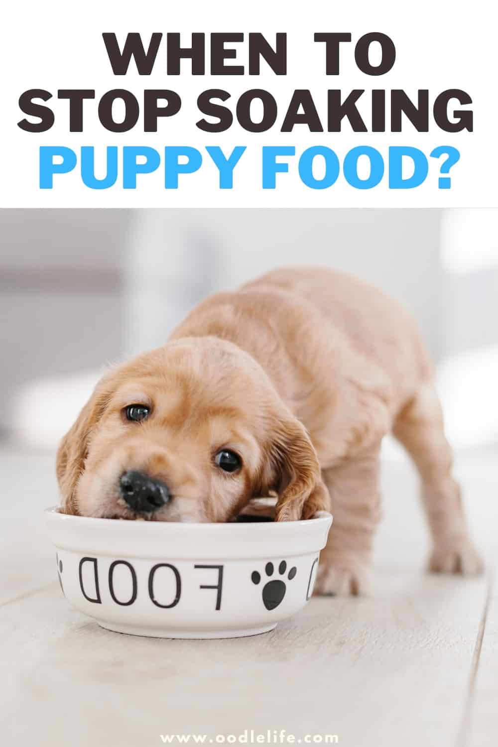 When To Stop Soaking Puppy Food? [Age Guide] Oodle Life